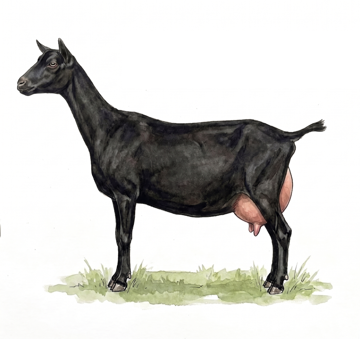 Cabra Murciano-Granadina